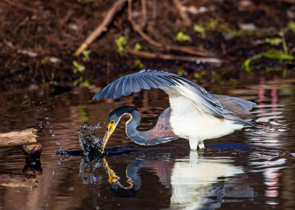 Hollywood Tricolored Heron