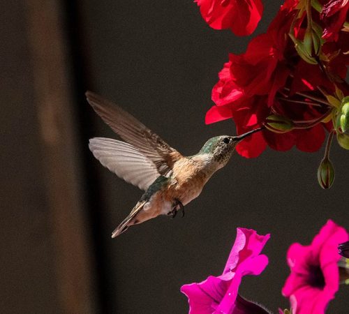 Broad Tailed Hummingbird 01
