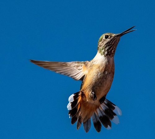 Broad Tailed Hummingbird 02