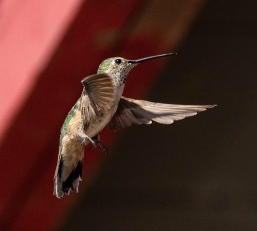 Broad Tailed Hummingbird 03